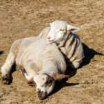 Pihenő bárányok a Barkában